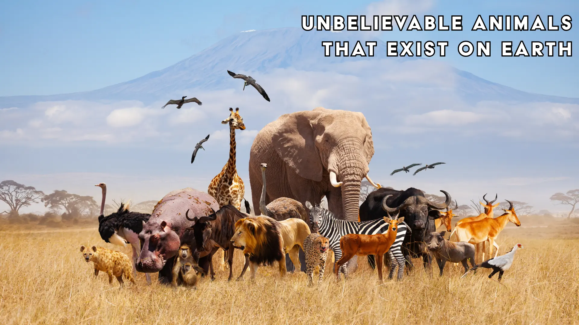 Animals That Exist on Earth